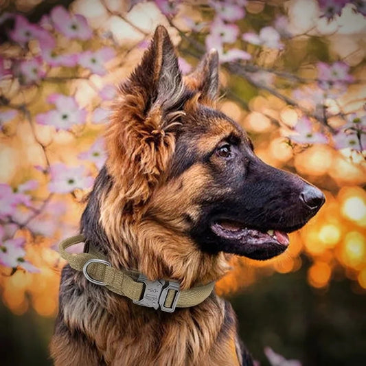 Collier militaire pour chien