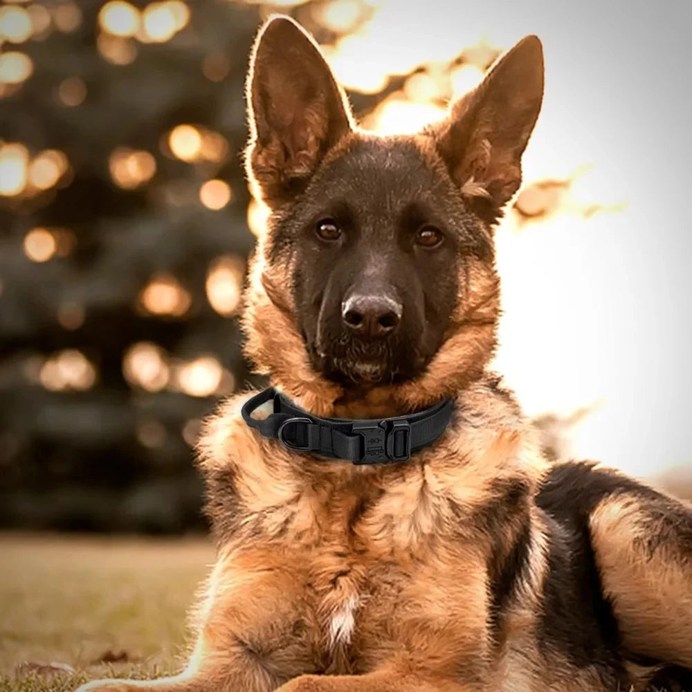 Collier militaire pour chien